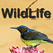 Wild life Channel