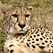 Cheetah Cam USA