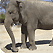 Elephants Cam USA
