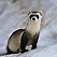 Ferret Cam USA