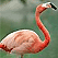 Flamingo Cam USA