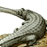 Gharial Cam USA