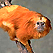Golden Lion Tamarin Cam