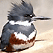 Kingfisher Cam USA