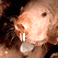 Naked Mole Cam USA