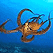 Octopus Cam