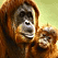Orangutan Cam