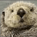 Otter Cam