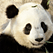 Panda Cam