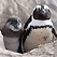 Penguin Cam