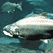 Salmon cam