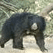 Sloth bears cam