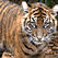 Tiger Cam