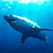 White Shark